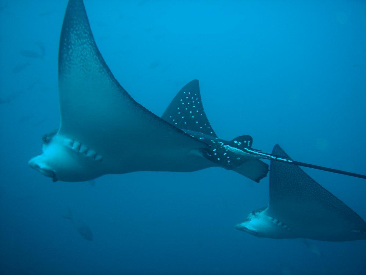 Mantaraya Lodge Puerto López Esterno foto